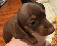 AKC Bella, a female Dachshund for sale in Panama City, FL – 1 of 7