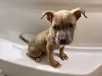 Ann, a female American Bully for sale in Randleman, NC – Photo 1 of 2