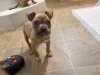 Ann, a female American Bully for sale in Randleman, NC – Photo 2 of 2