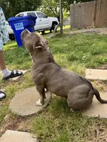 Andrea, a female American Bully for sale in Randleman, NC – Photo 8 of 8