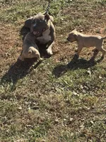 Andrea, a female American Bully for sale in Randleman, NC – Photo 4 of 8