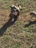 Andrea, a female American Bully for sale in Randleman, NC – Photo 7 of 8