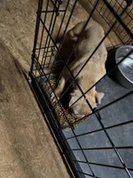 Blueberry waffles , a female American Bully for sale in Randleman, NC – Photo 6 of 8