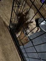 Blueberry waffles , a female American Bully for sale in Randleman, NC – Photo 3 of 8