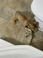 Blueberry waffles , a female American Bully for sale in Randleman, NC – Photo 1 of 8