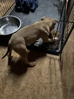 Blueberry waffles , a female American Bully for sale in Randleman, NC – Photo 7 of 8