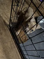 Blueberry waffles , a female American Bully for sale in Randleman, NC – Photo 5 of 8