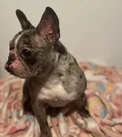 Lil Momma , a female French Bulldog for sale in Goldsboro, NC – Photo 3 of 6