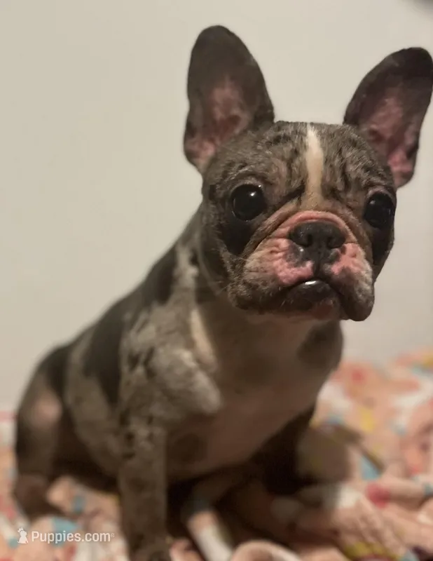 Lil Momma  – French Bulldog puppy for sale in Goldsboro, NC