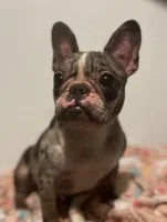 Lil Momma , a female French Bulldog for sale in Goldsboro, NC – Photo 2 of 6