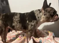 Lil Momma , a female French Bulldog for sale in Goldsboro, NC – Photo 6 of 6