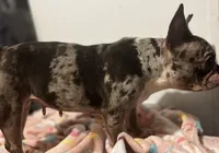 Lil Momma , a female French Bulldog for sale in Goldsboro, NC – Photo 5 of 6