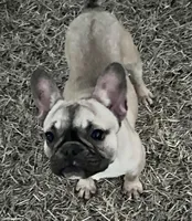 Muffin, a female French Bulldog for sale in Goldsboro, NC – Photo 5 of 6