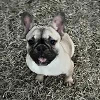 Muffin, a female French Bulldog for sale in Goldsboro, NC – Photo 3 of 6