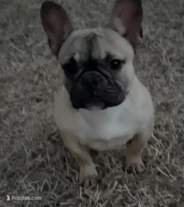 Muffin – French Bulldog puppy for sale in Goldsboro, NC