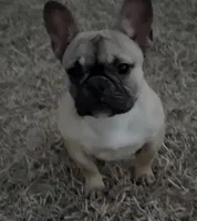 Muffin, a female French Bulldog for sale in Goldsboro, NC – Photo 1 of 6