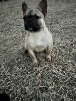 Muffin, a female French Bulldog for sale in Goldsboro, NC – Photo 6 of 6