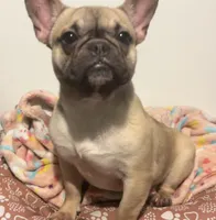 Muffin, a female French Bulldog for sale in Goldsboro, NC – Photo 2 of 6