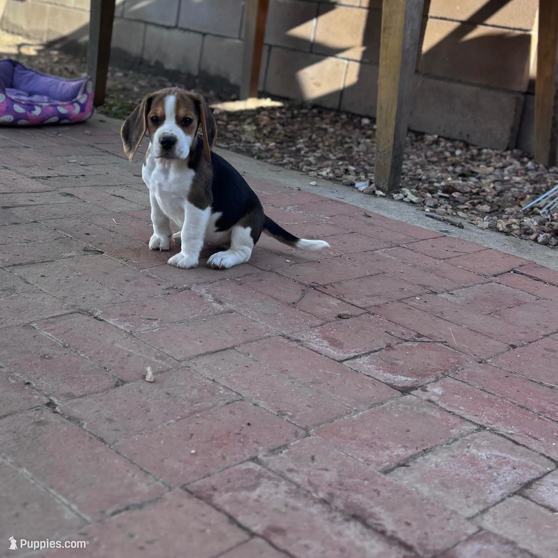 Damien , a male Beagle for sale in Canyon Country, CA – Photo 2 of 7
