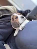 Damien , a male Beagle for sale in Canyon Country, CA – Photo 4 of 7