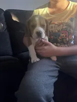 Damien , a male Beagle for sale in Canyon Country, CA – Photo 3 of 7