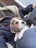 Damien , a male Beagle for sale in Canyon Country, CA – Photo 6 of 7