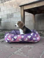 Christine, a female Beagle for sale in Canyon Country, CA – Photo 8 of 10