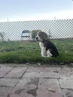 Christine, a female Beagle for sale in Canyon Country, CA – Photo 9 of 10