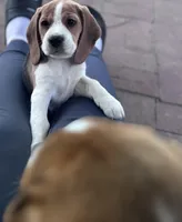 Christine, a female Beagle for sale in Canyon Country, CA – Photo 6 of 10