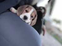 Christine, a female Beagle for sale in Canyon Country, CA – Photo 2 of 10