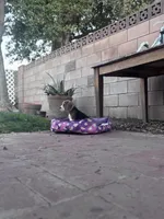 Christine, a female Beagle for sale in Canyon Country, CA – Photo 10 of 10