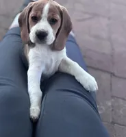 Christine, a female Beagle for sale in Canyon Country, CA – Photo 4 of 10