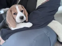 Christine, a female Beagle for sale in Canyon Country, CA – Photo 7 of 10