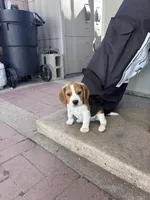 Christine, a female Beagle for sale in Canyon Country, CA – Photo 3 of 10