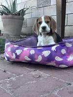 Christine, a female Beagle for sale in Canyon Country, CA – Photo 5 of 10