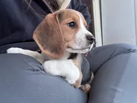 Clarice , a female Beagle for sale in Canyon Country, CA – Photo 4 of 4