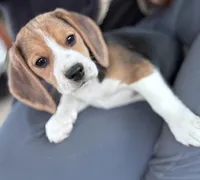 Clarice , a female Beagle for sale in Canyon Country, CA – Photo 1 of 4