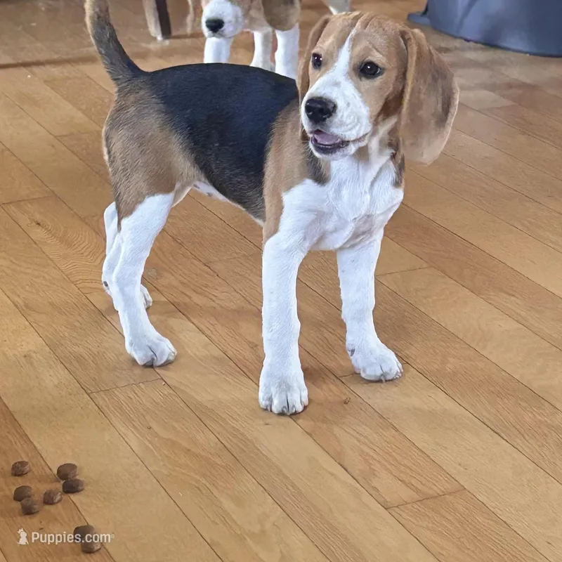 Clarice  – Beagle puppy for sale in Canyon Country, CA