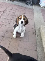 Sidney, a female Beagle for sale in Canyon Country, CA – Photo 3 of 3