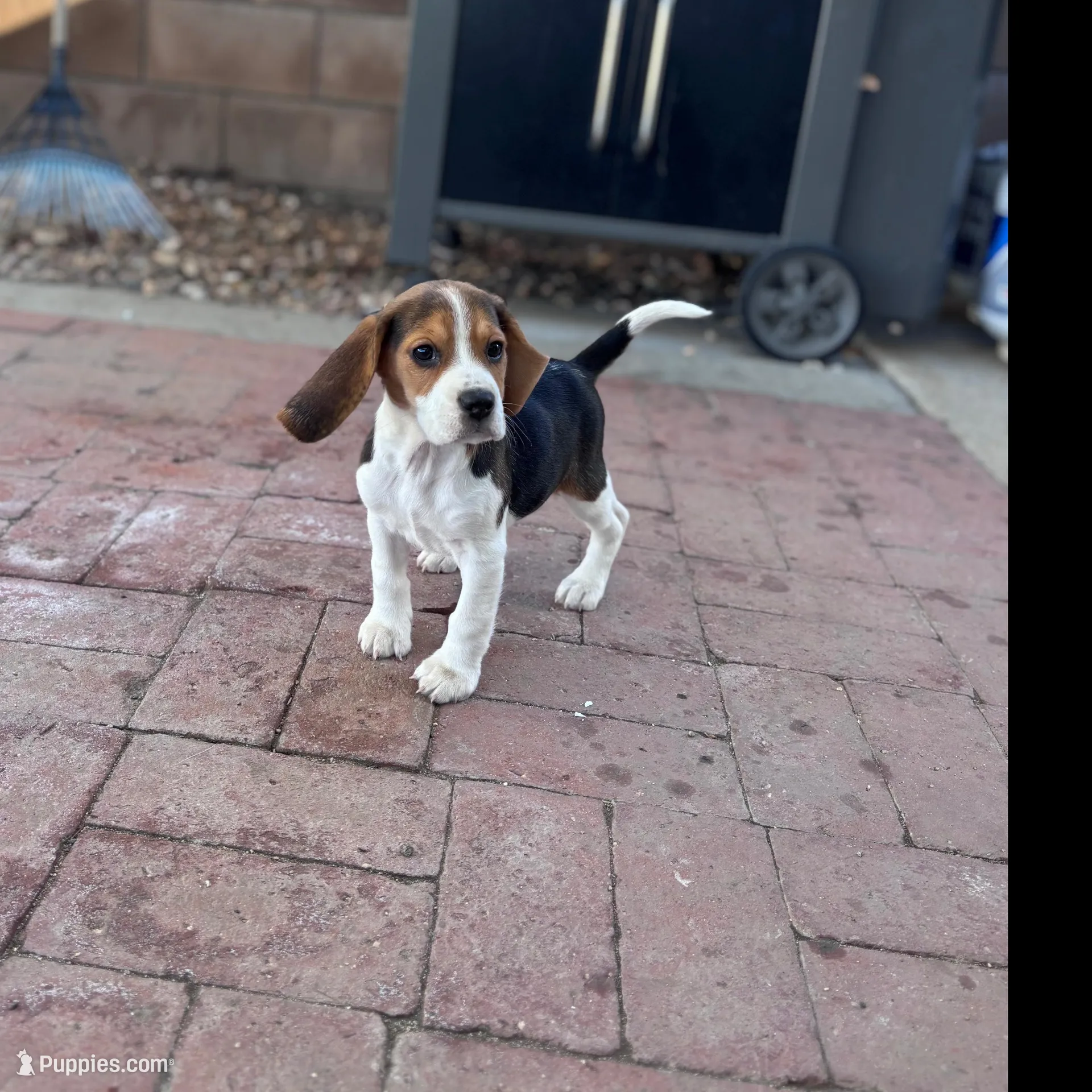 Sidney, a female Beagle for sale in Canyon Country, CA – Photo 2 of 3