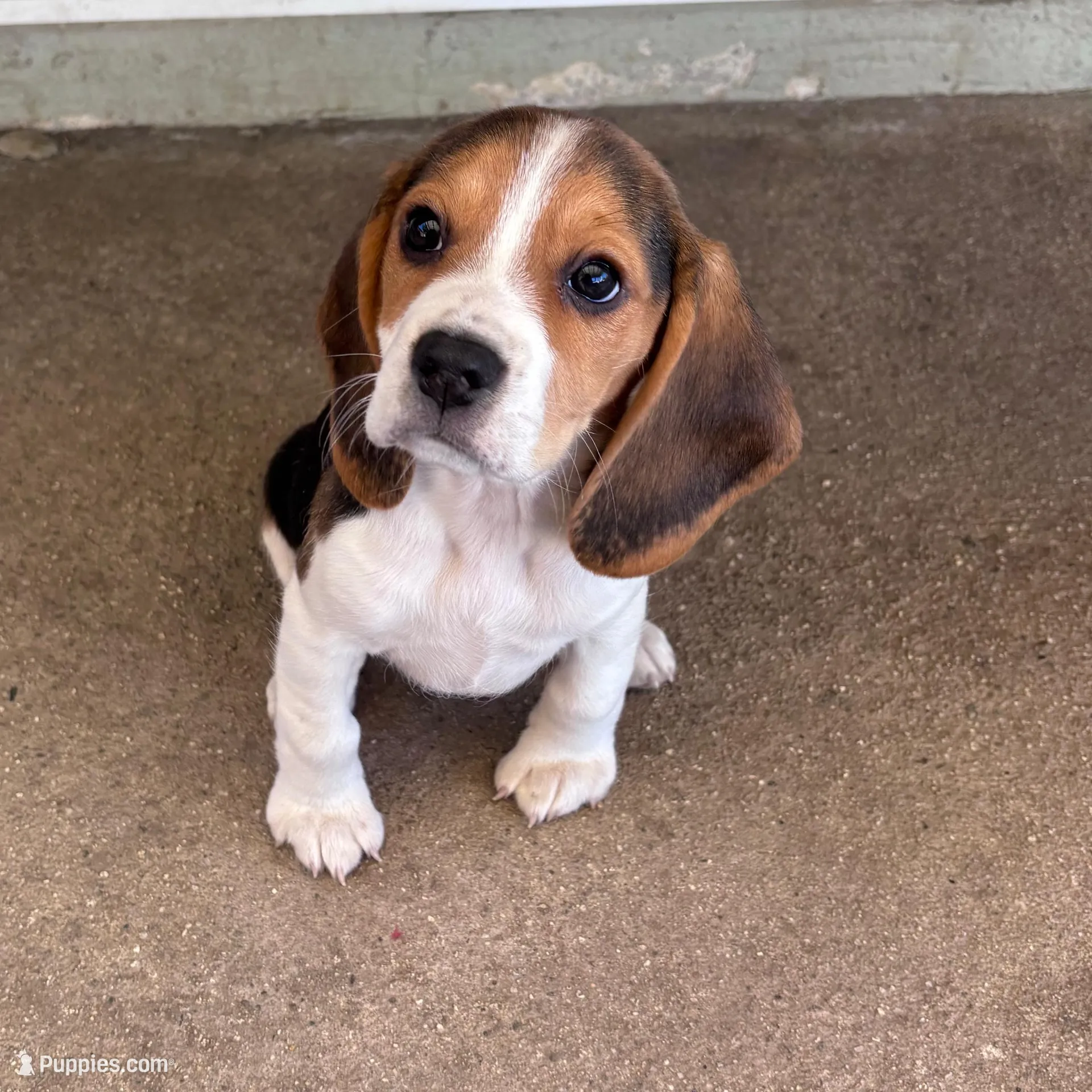 Sidney – Beagle puppy for sale in Canyon Country, CA