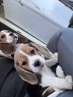 Bellatrix, a female Beagle for sale in Canyon Country, CA – Photo 3 of 6