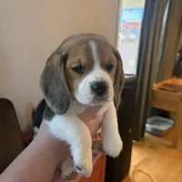 Bellatrix, a female Beagle for sale in Canyon Country, CA – Photo 6 of 6
