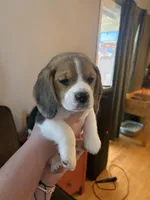 Bellatrix, a female Beagle for sale in Canyon Country, CA – Photo 6 of 6