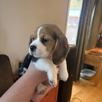 Bellatrix, a female Beagle for sale in Canyon Country, CA – Photo 2 of 6