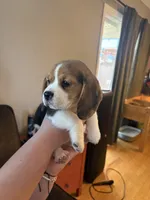 Bellatrix, a female Beagle for sale in Canyon Country, CA – Photo 5 of 6