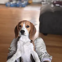 Clarice , a female Beagle for sale in Canyon Country, CA – Photo 3 of 3