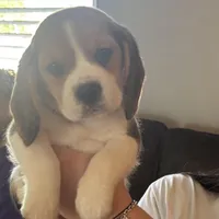 Bellatrix, a female Beagle for sale in Canyon Country, CA – Photo 5 of 6