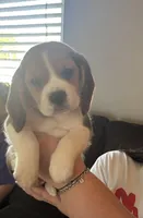 Bellatrix, a female Beagle for sale in Canyon Country, CA – Photo 4 of 6