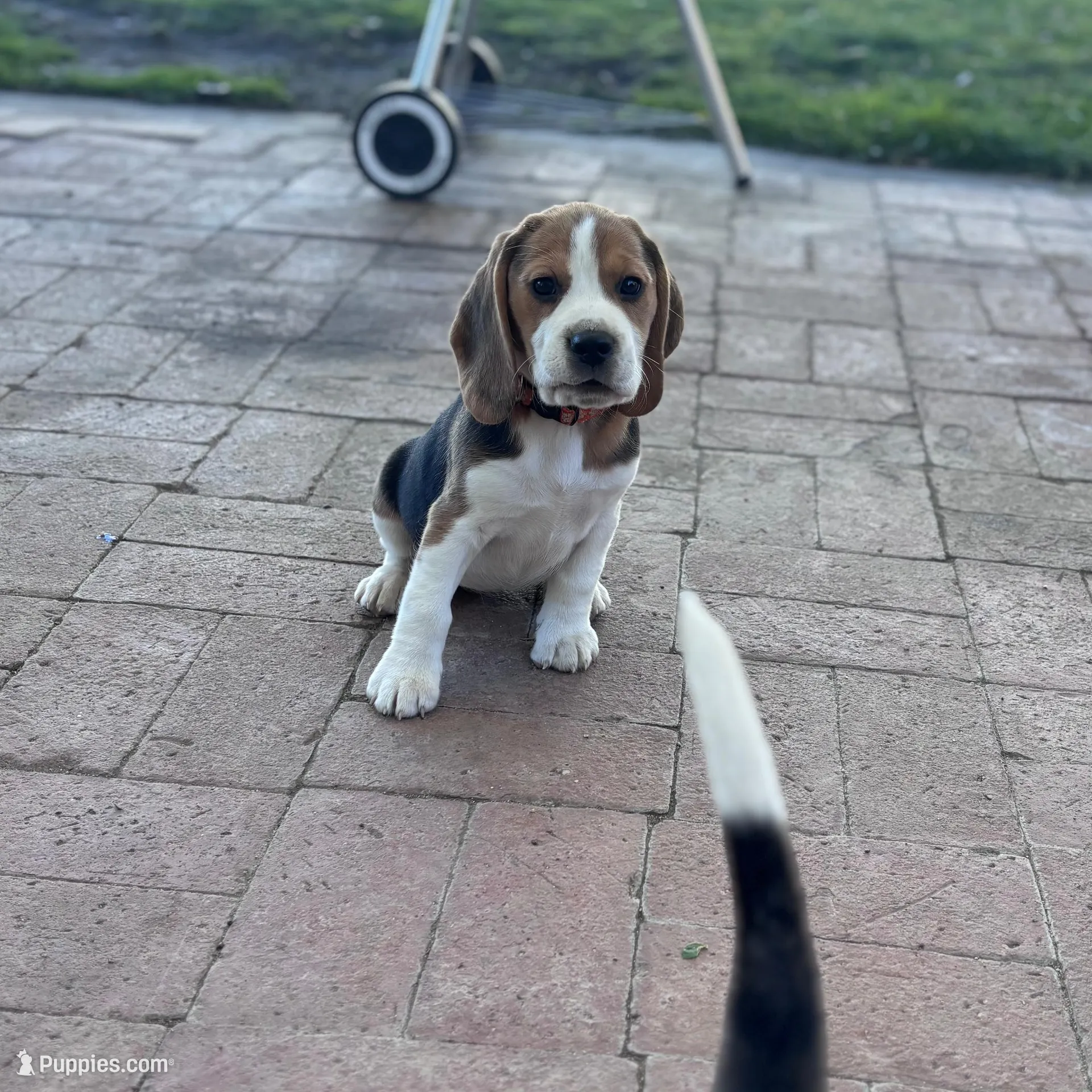 Carrie, a female Beagle for sale in Canyon Country, CA – Photo 2 of 6